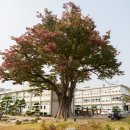 느티나무 이미지