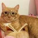 먹보 네이버블로그