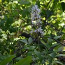 미리내캠프 이미지