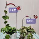 채스알