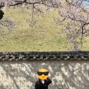 신평동1058 | [4/6~4/8] 겹벚꽃 노렸는데, 오히려 벚꽃이 만개했던 경주여행, 4/7 일요일 둘째날