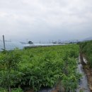 금호목장 이미지