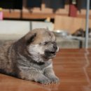 챠오챠오 이미지