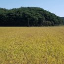 황금들녘 이미지