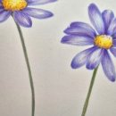 봄맞이 꽃그림 보태니컬 아트 이미지