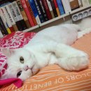 잠티 이미지