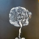 사랑해요동물병원 | [포미즈 여성병원] 제왕절개 후기: 2일차