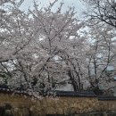 은해사 벚꽃길 티스토리