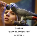 말하는앵무새