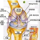 기능 해부학 시리즈 : Patella, Femur, Tibia 그리고 불편한 사실? (호계동 헬스장 호계동PT)