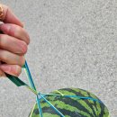 금릉마트 | 경기광주 과일 맛집 금릉마트에서 산 수박 후기,당도 대만족