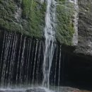 고란초 | [KBS 다큐 후기] 월악산 이끼탐방