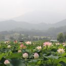 울미연꽃마을 이미지