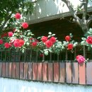 괴정4동-5 이미지