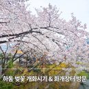 화개장터 | 하동 벚꽃 봄여행 코스ㅣ 개화시기 딱 맞춰 다녀온 화개장터 후기
