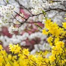 개나리꽃농원 이미지