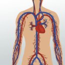 정맥순환장애 원인 및 증상 정맥 내 혈액순환이 원활하지 못할때​ 이미지