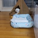 그루밍 까꿍 이미지