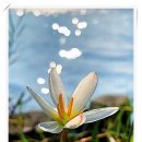 시현애견사랑 이미지