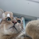 오드그루밍 | 내돈내산 고양이 넥카라 오드팡 스튜디오 넓은데 가볍고 편해요