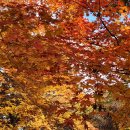 해인사쇼핑센터 | 가야산 해인사 단풍. 법보사찰 해인사 개산대제 기념 국화 전시