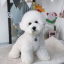 트리멍마마 이미지