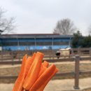 서홍천농협 경제종합센터 | 안성팜랜드 3월 방문 후기｜승마체험 + 동물먹이주기 + 놀이터까지 (꽃 없는 시즌 솔직 후기)