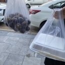 킹콩과일