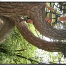 복영양탕 이미지