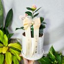 강동백농장 네이버블로그