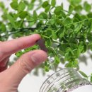 엠엔바이오 이미지