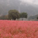 메밀정원 이미지