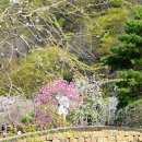 영산 만년교 | [멋] 창녕 영산만년교 개나리 3월 말 방문 후기 및 포토존 명당 정리 (창녕 여행 가이드)