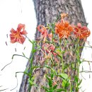 나리꽃 | 죽산안씨 연창위종가의 능소화와 나리꽃