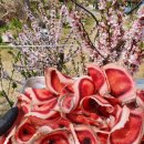 양지단비사슴농장 이미지