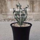 꼬불꼬불1,5,3 이미지