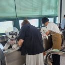 튼튼애견미용 이미지