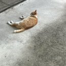 포리네 민박 이미지