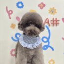 콩자반 애견미용실 네이버블로그