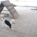 세종애견훈련소