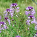 로키마운틴 비플랜트 [Rocky Mountain beeplant, 클레오메 세룰라타 (Cleome serrulata)] 이미지