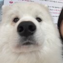 멍택시 | [방문] 천안 사모예드 카페 하트멍 (=천국) 뚜벅이 방문 후기