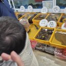 주전 활어회직판장 | 울산 정자회센터 대광어 우럭 오징어 시세, 독도초장집