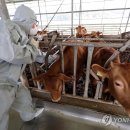 (빨리와) "럼피스킨병 확산 막아라"…전국 지자체·축산농가 방역 비상 이미지