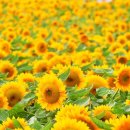 로망스 파크 이미지