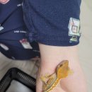 욜로 | [인천 / 옥련동] 인천 파충류 '파충류샵 욜로게코'크레스티드게코 분양 후기 🦎