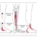 Peroneus Longus (장비골근) 이미지