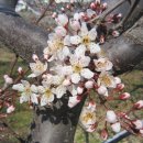 동진초교 이미지