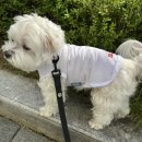 중앙비와이씨 | #2년전부터내돈내산_🐶2년동안 구멍날정도로 입었던_#여름애착템 _#이번콜라보는바잇미와BYC_#강아지쿨...