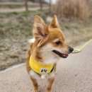 DK덴탈 | 강아지 덴탈껌 페스룸 동국제약 콜라보 캐니비타 올인원 덴탈츄